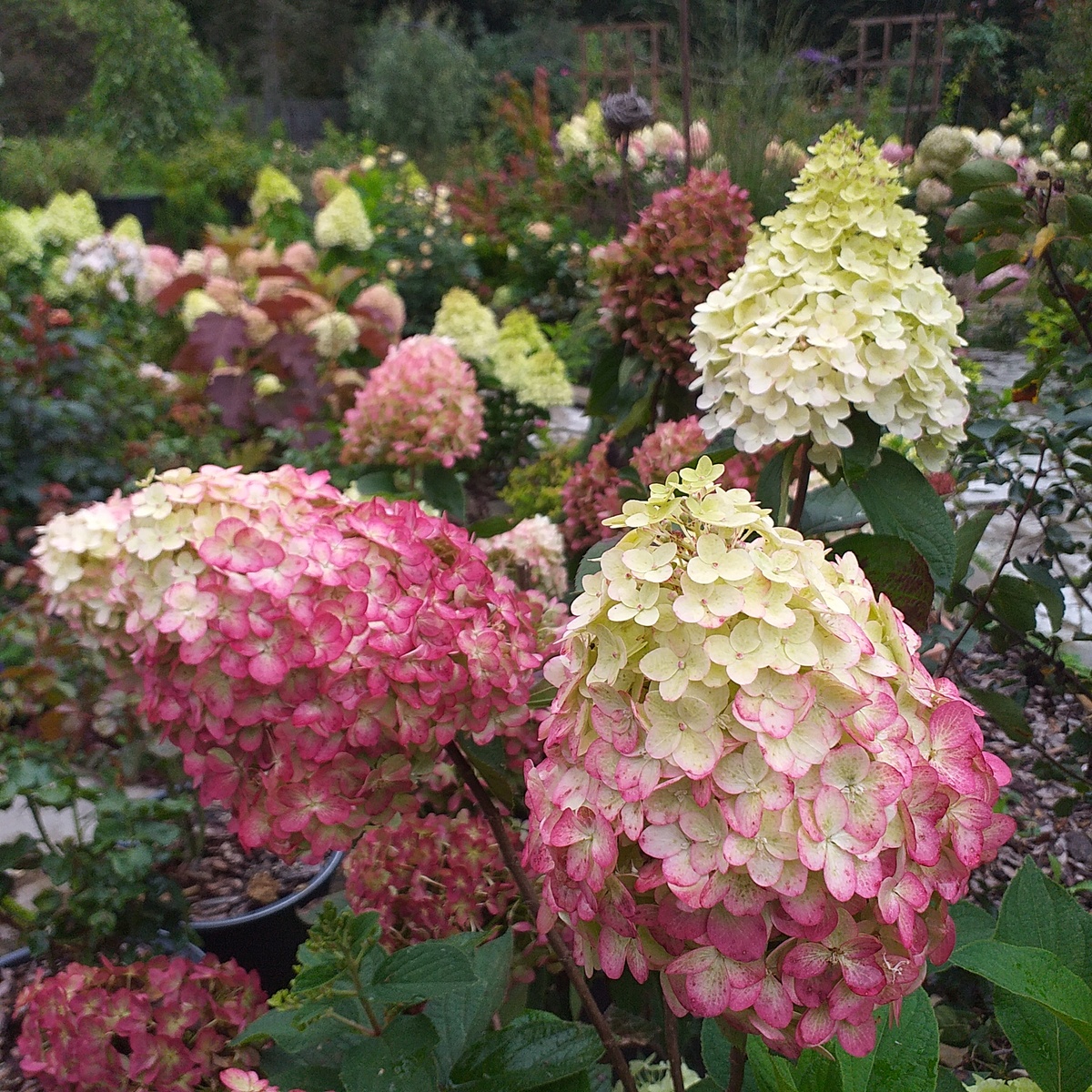 фото автора, метельчатая гортензия Колорфул Коктейль, цветение в контейнере