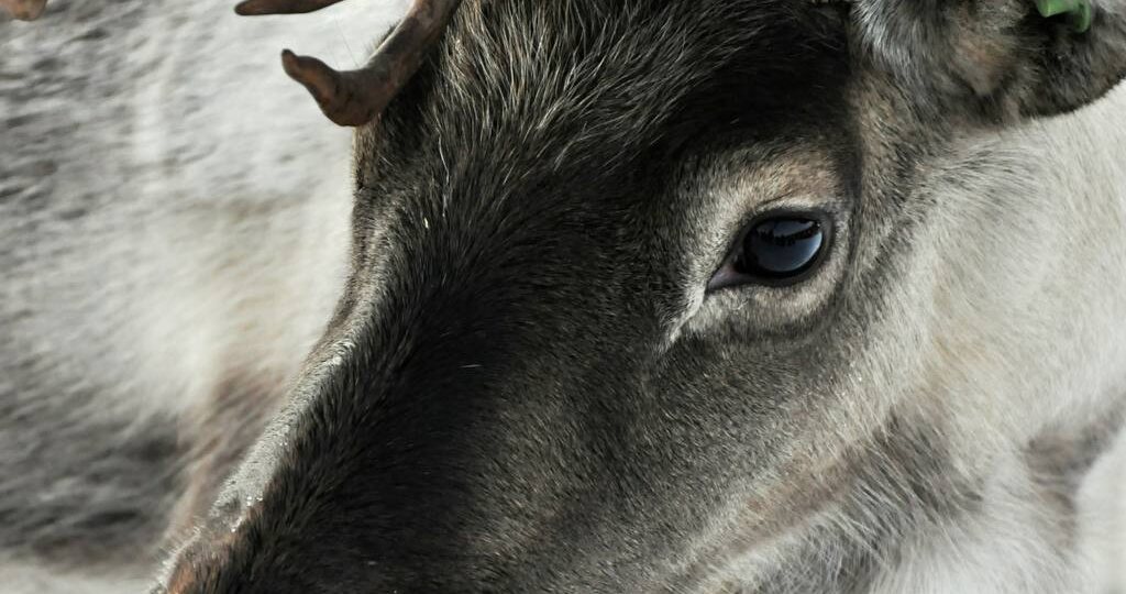 🦌 Северный олень и зрение, заточенное под зиму