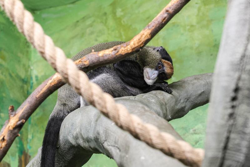    Зоопарк Екатеринбурга / Мартышка