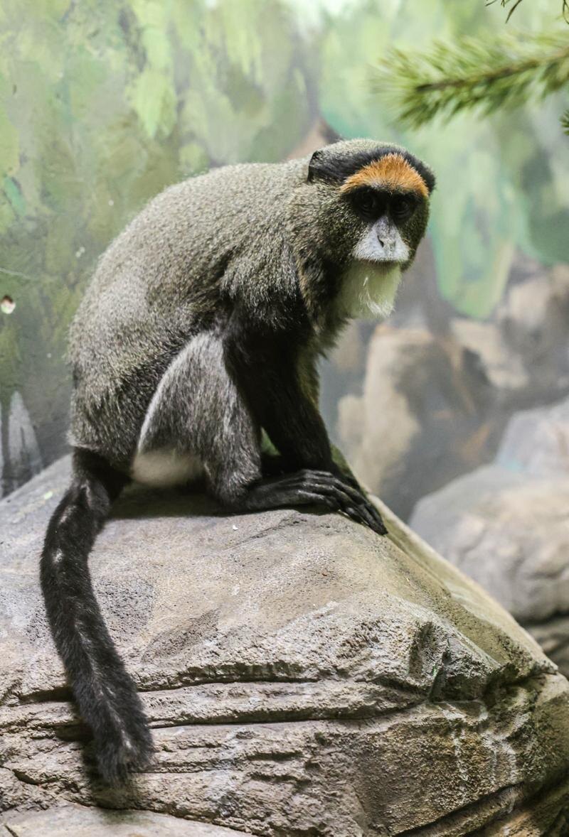    Зоопарк Екатеринбурга / Мартышка Бразза