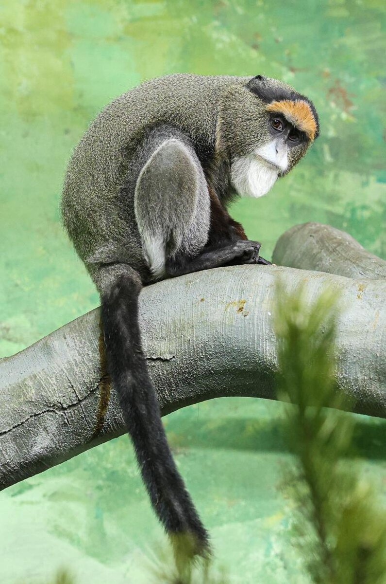    Зоопарк Екатеринбурга / Мартышка Бразза