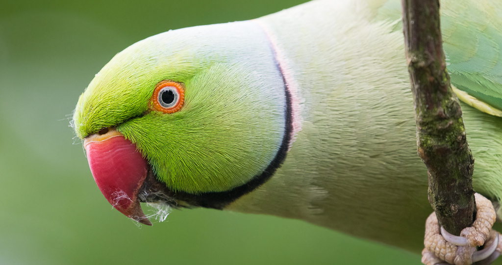 Не заводите ожерелового попугая, пока не прочитаете это: вся правда, о которой молчат продавцы