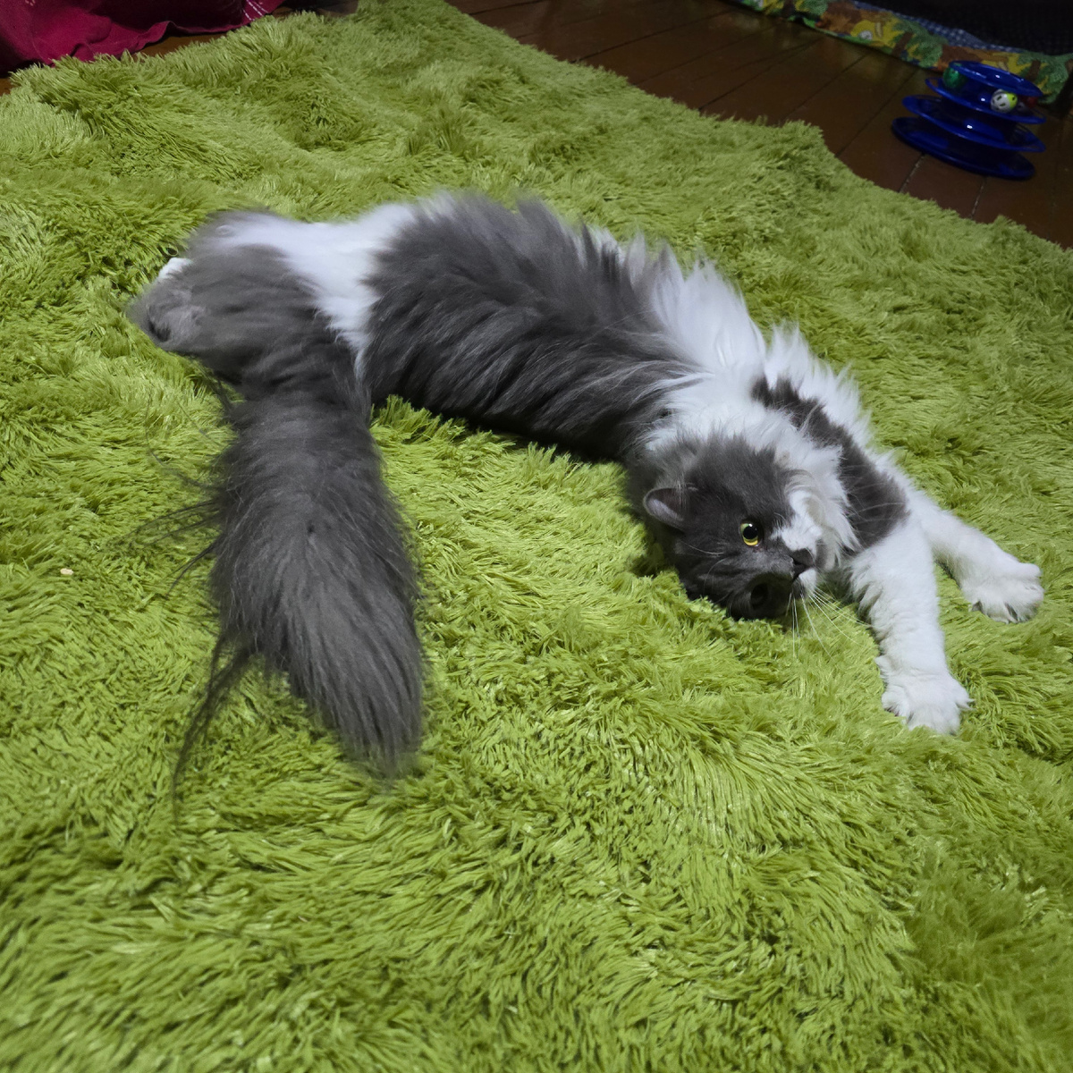 блаженство на зеленом ковре