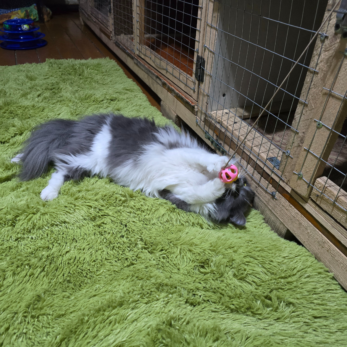 игривое веселье с розовой игрушкой