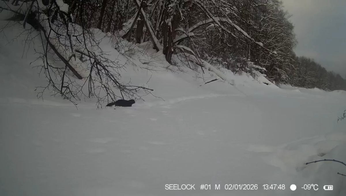 Кадр видео заповедника «Большая Кокшага»