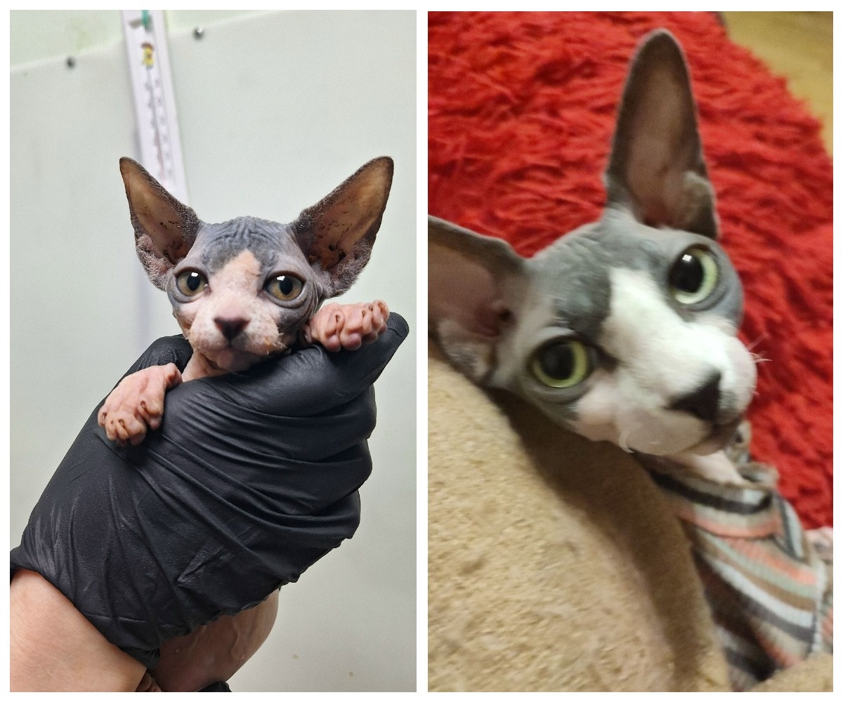 Неповторимая Сомерсет обрела свой милый дом 27 июня 2024 года.