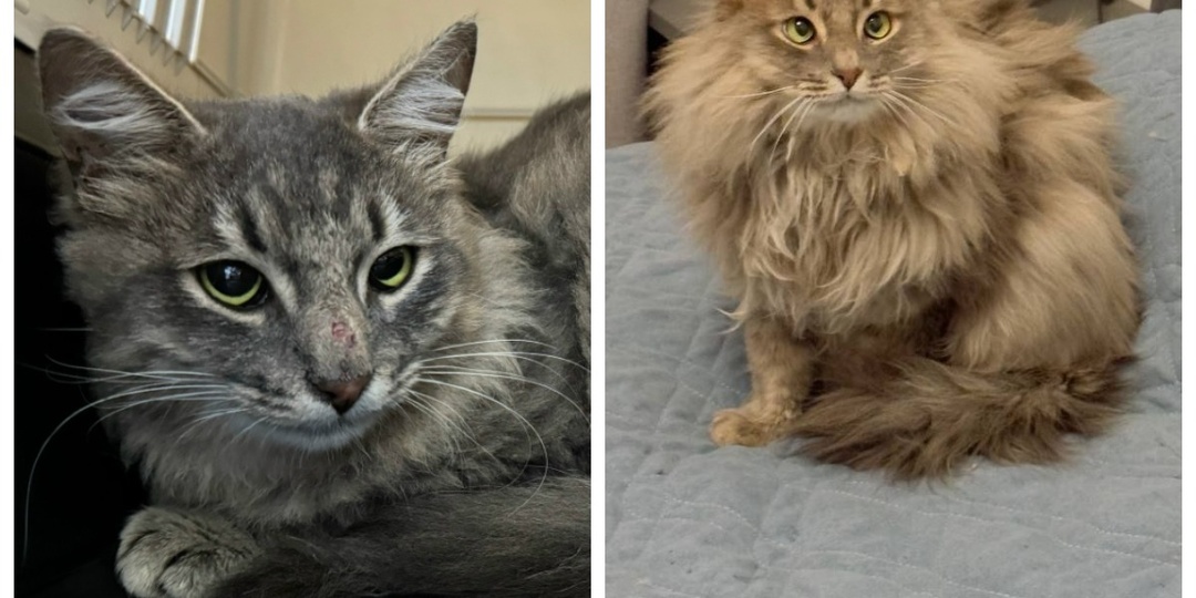 До и после: прекрасные трансформации наших подопечных