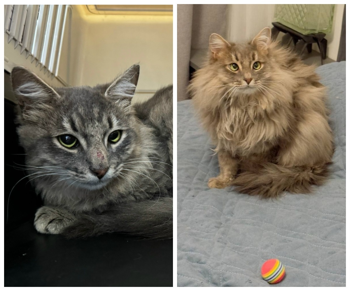 Обворожительный Венедикт оказался в объятиях хозяйки 8 февраля 2025 года.