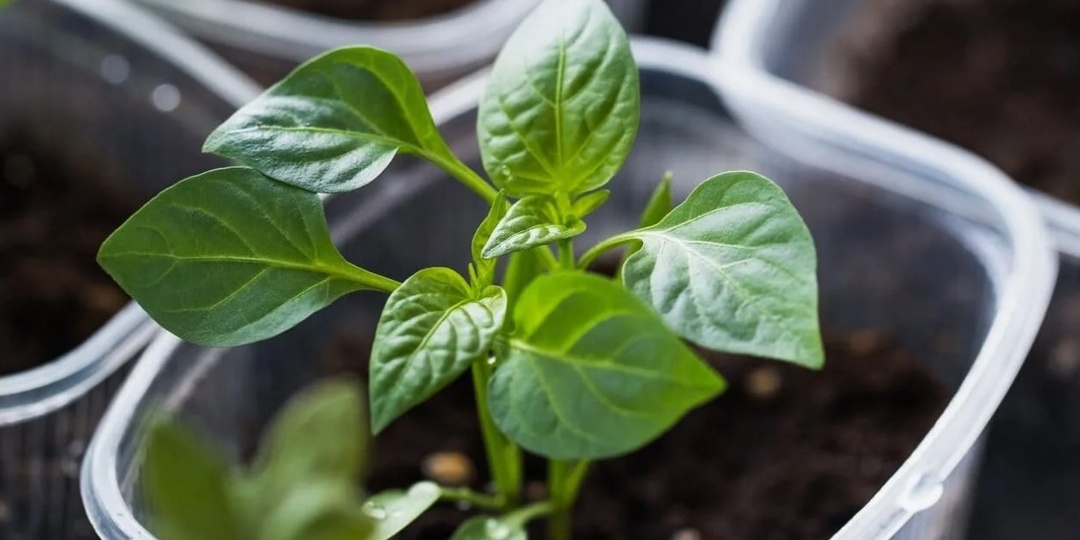 Когда сеять болгарский перец на рассаду в 2026 году: точные сроки и все тонкости, о которых молчат