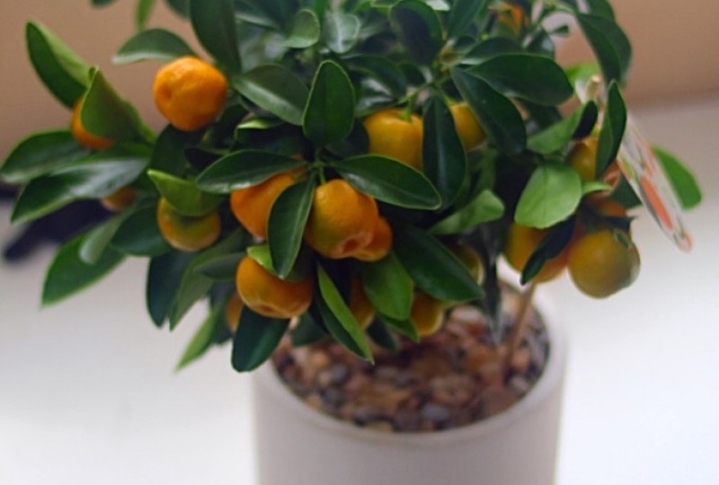 Можно ли вырастить мандарин из косточки