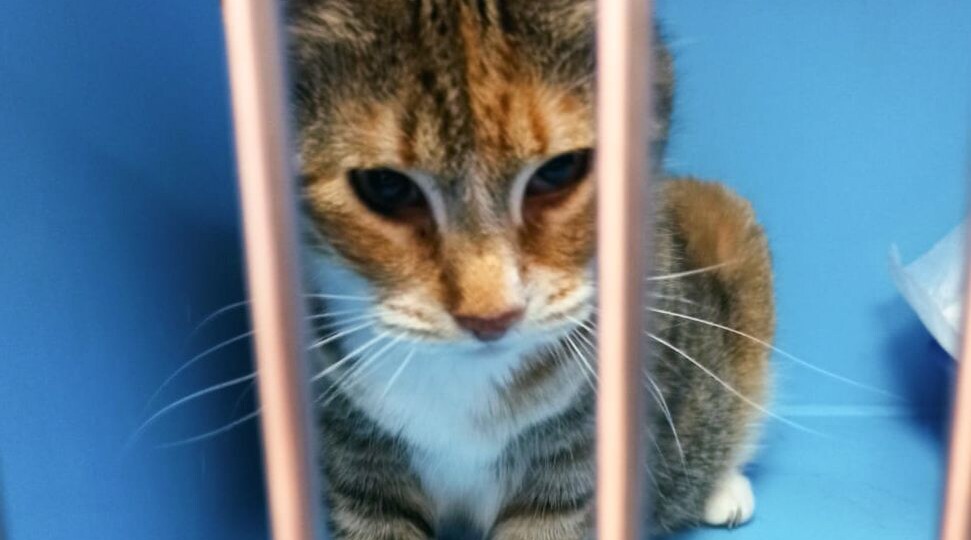 Малинка живет за решеткой. Никто не замечает ее...