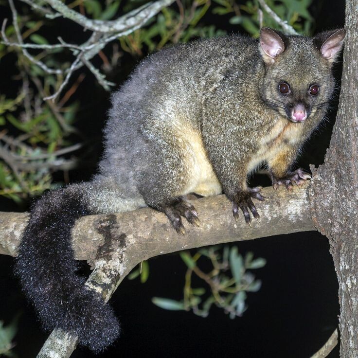 Хвост для кузу — это и страховка, и руль, и теплое одеяло.
