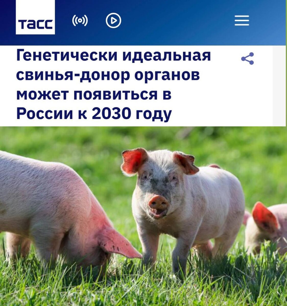 Ваше новое сердце будет от свиньи. И его оплатит государство!