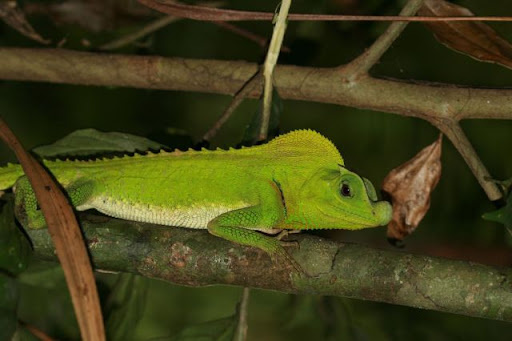 Этот «листочек» умеет исчезать на фоне зелени за секунды.