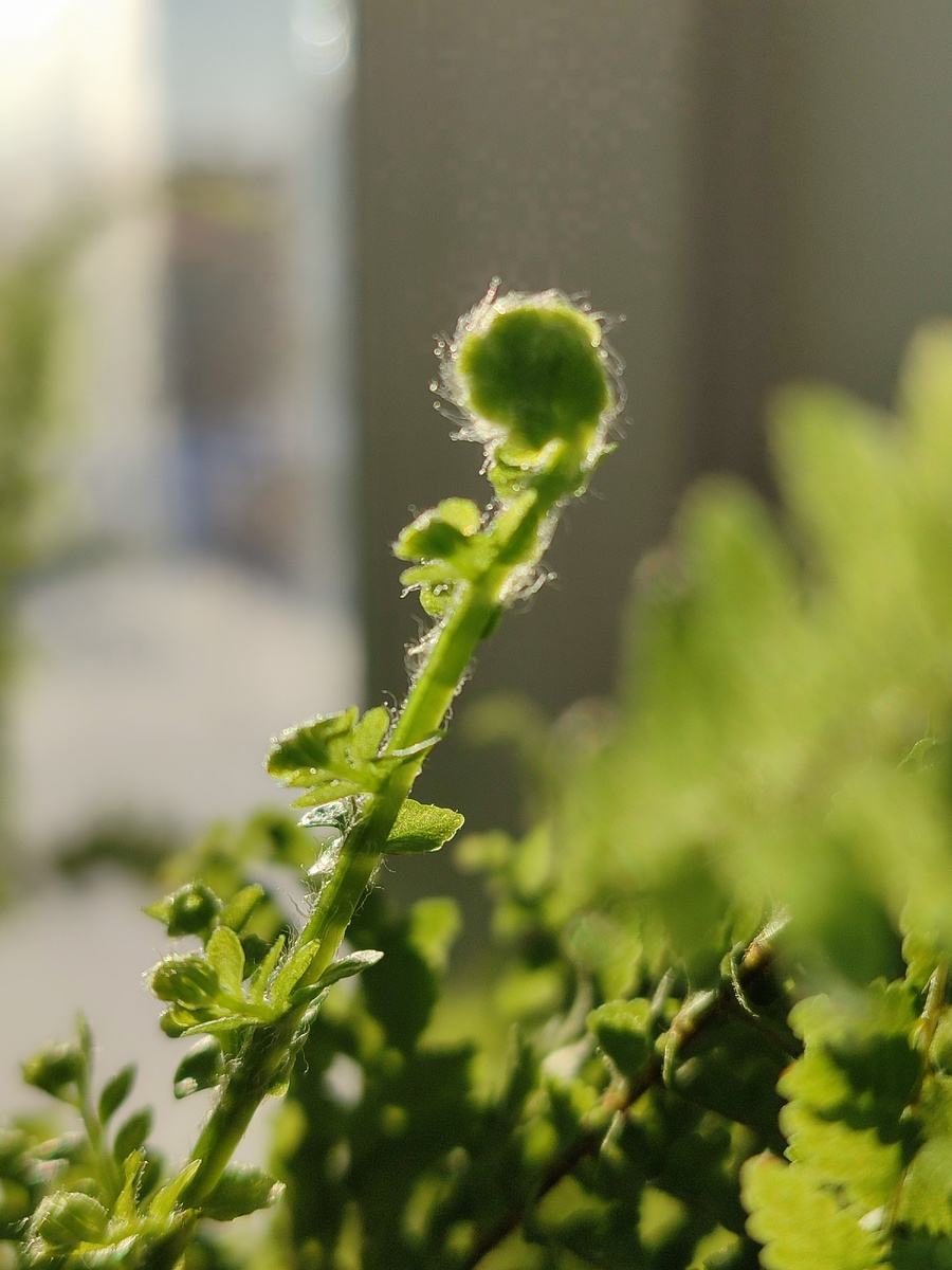 Фото с моего подоконника