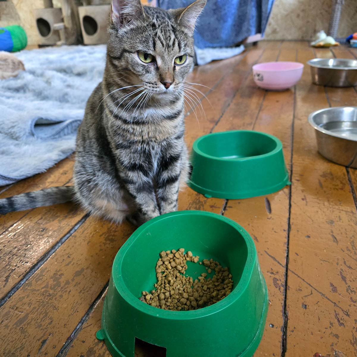 полосатая осторожность у зеленой миски