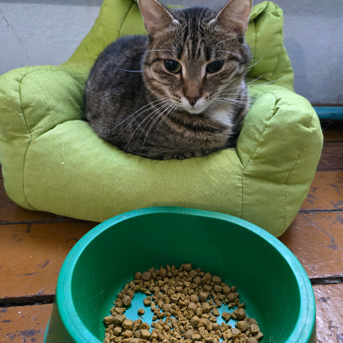 недоверчивый взгляд с салатового кресла