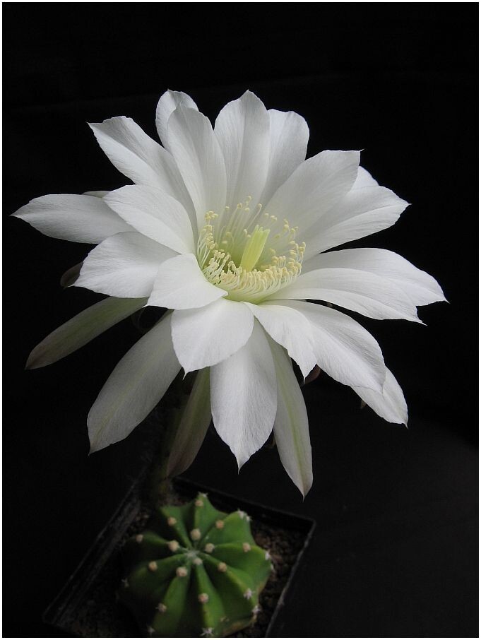 цветок эхинопсиса