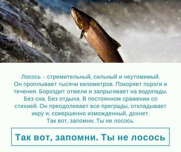 автор - не лосось 