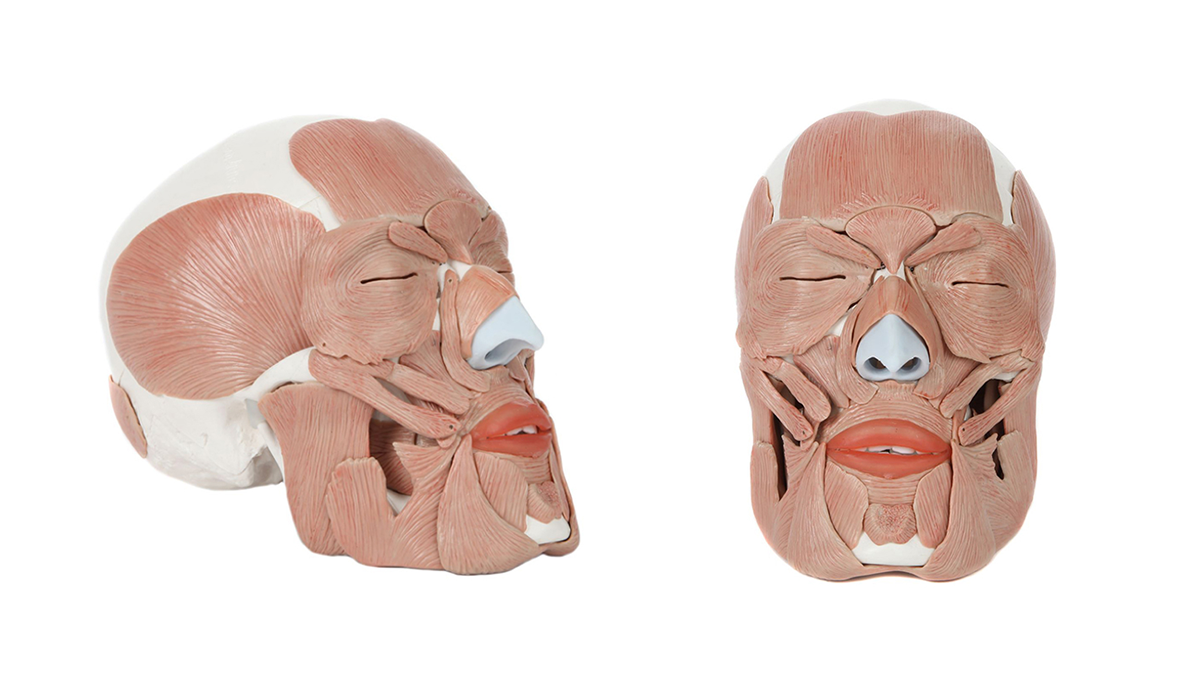 Точная анатомическая копия головы человека с детализированной мускулатурой: 41 компонент, включая 35 съёмных частей, указывающих лицевые мышцы