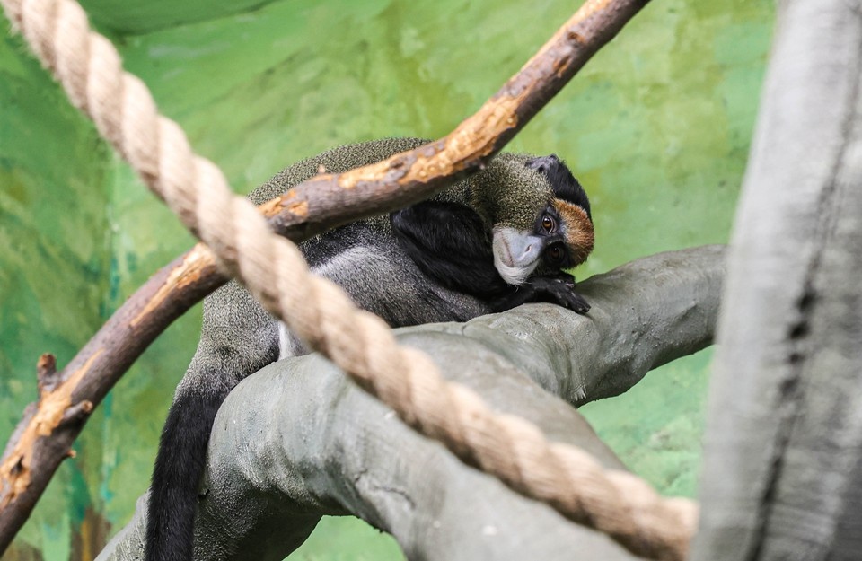   Мартышки уже освоились в новом доме. Фото: пресс-служба Екатеринбургского зоопарка