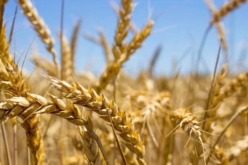 Прогноз российского рынка зерна