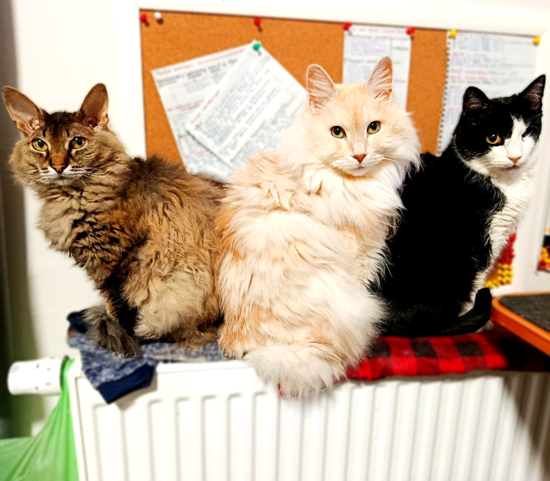 Тонкс, Рыська и Мотя