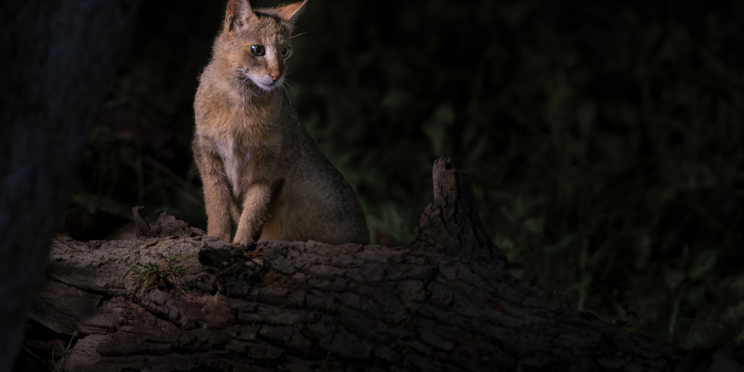 Где живут загадочные водоплавающие коты?