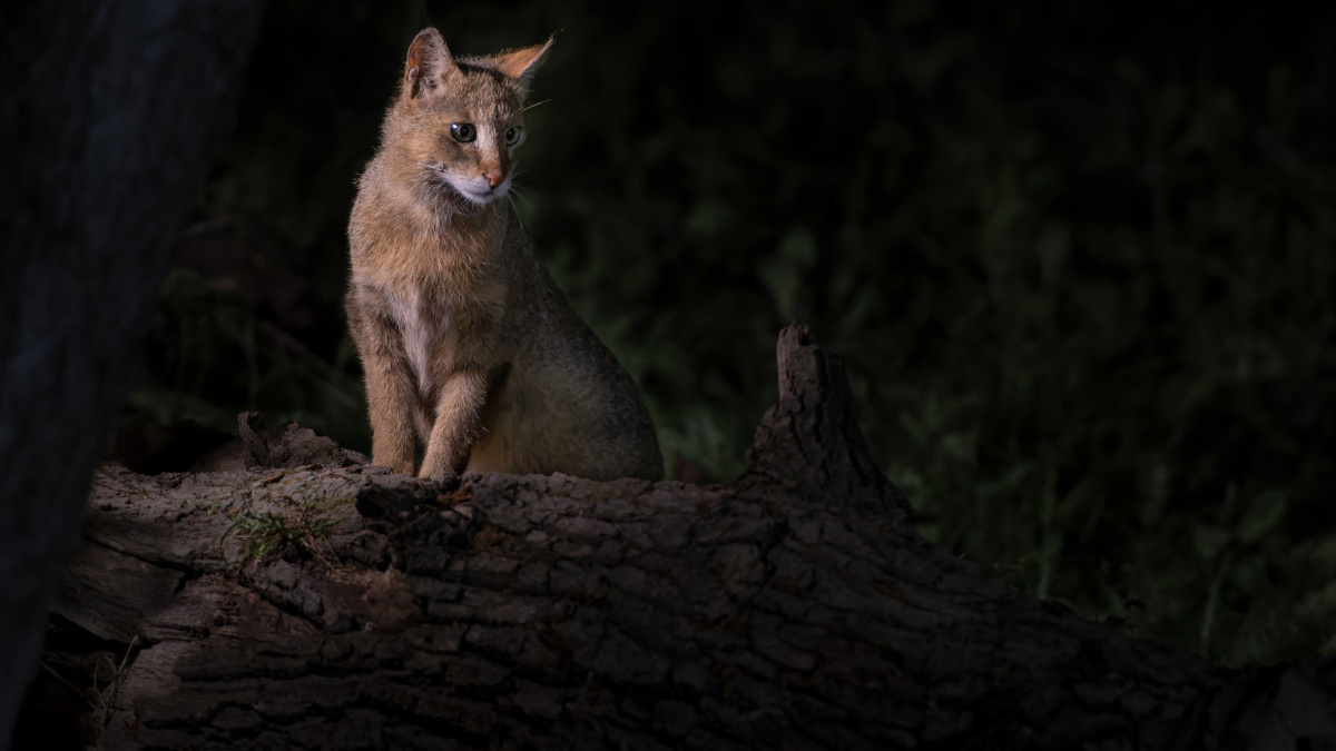 Камышовый кот. Фото: Татьяна Зорина, участник конкурса РГО «Самая красивая страна»
