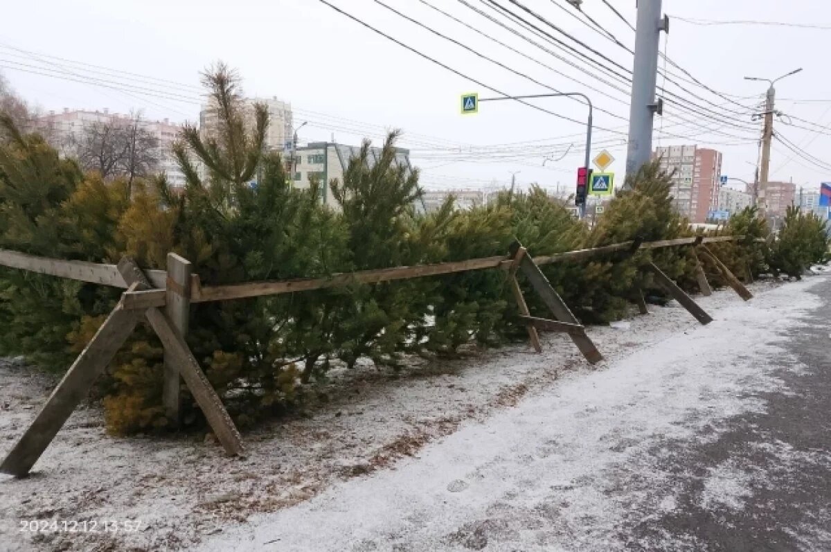    Жителей Челябинска станут штрафовать за неправильно выброшенную ёлку