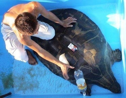 Выглядит как инопланетный корабль, а весит как два взрослых человека.