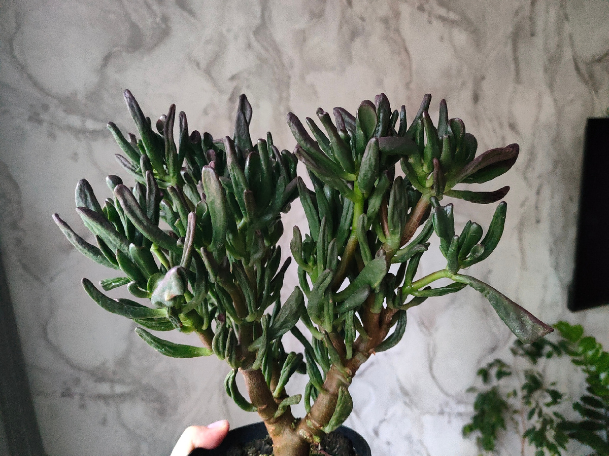 Фото с Интернета