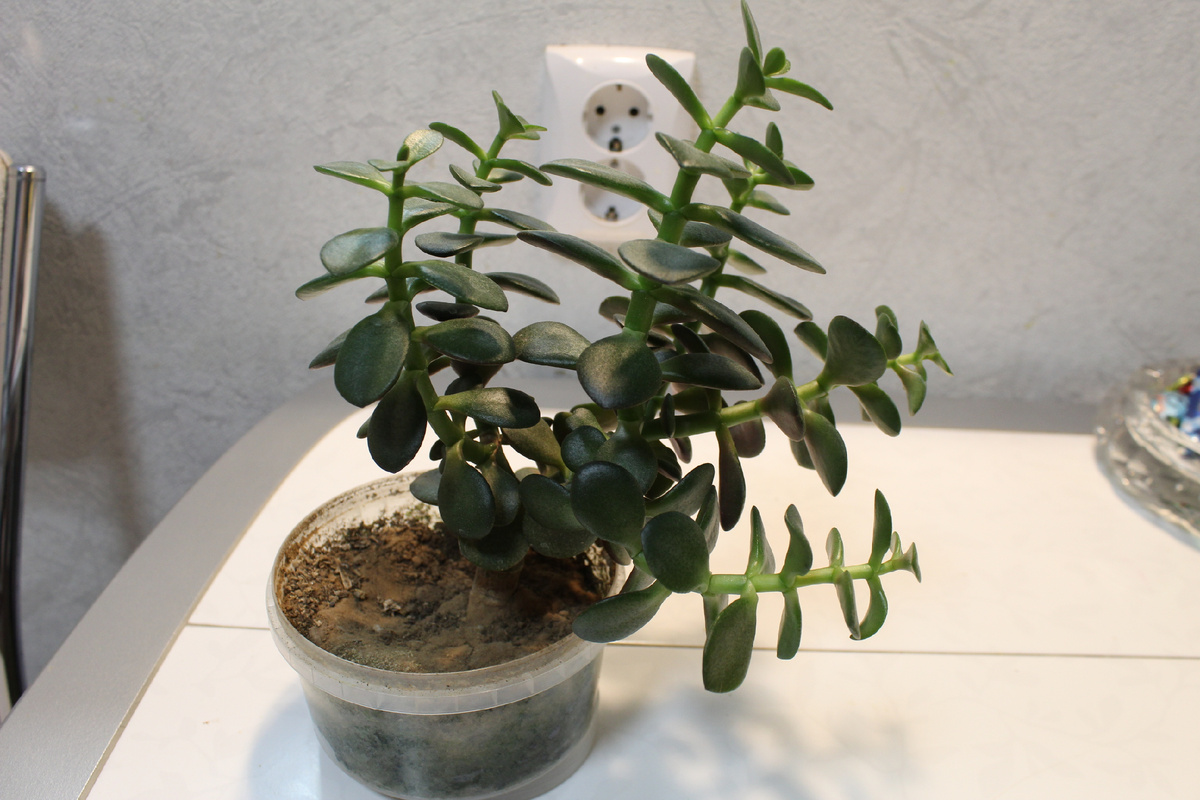 Мой Минор дожидается весны, обрезки и пересадки.