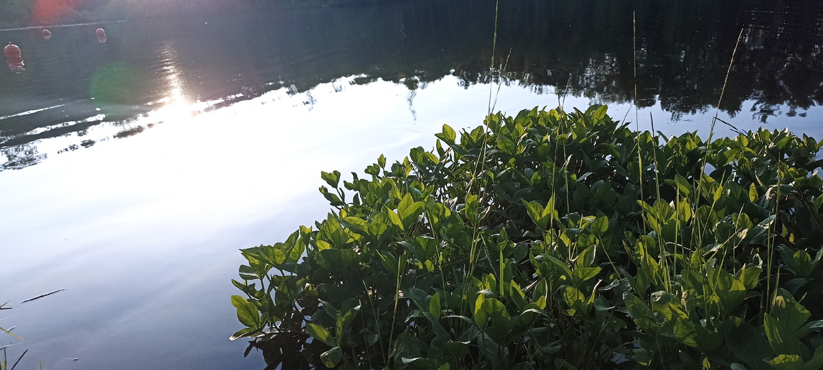 Летняя гармония. Зеленоград 