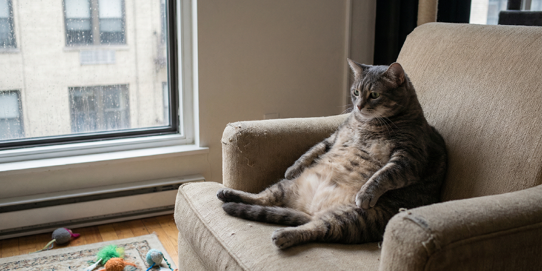 Что если никогда не выпускать кота из квартиры: к чему это приведёт через 5 лет