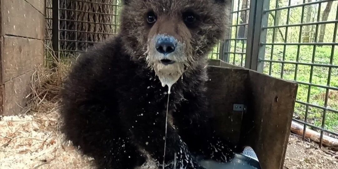 Стала дикой и неуловимой. Как живет найденная умирающей на трассе в Коми медведица Кира