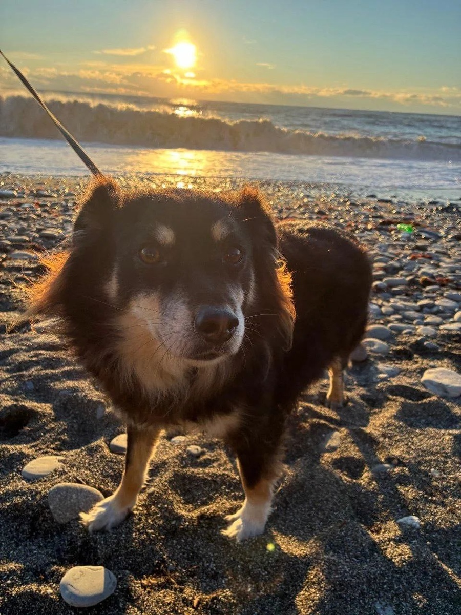 Золотой закат, шум прибоя и счастливый пёс, который смотрит на мир влюблёнными глазами.