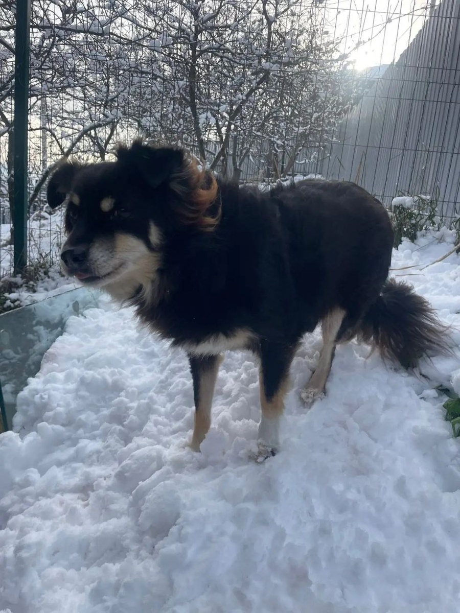 Сибирский характер в нём уживается с южной любовью к комфорту)