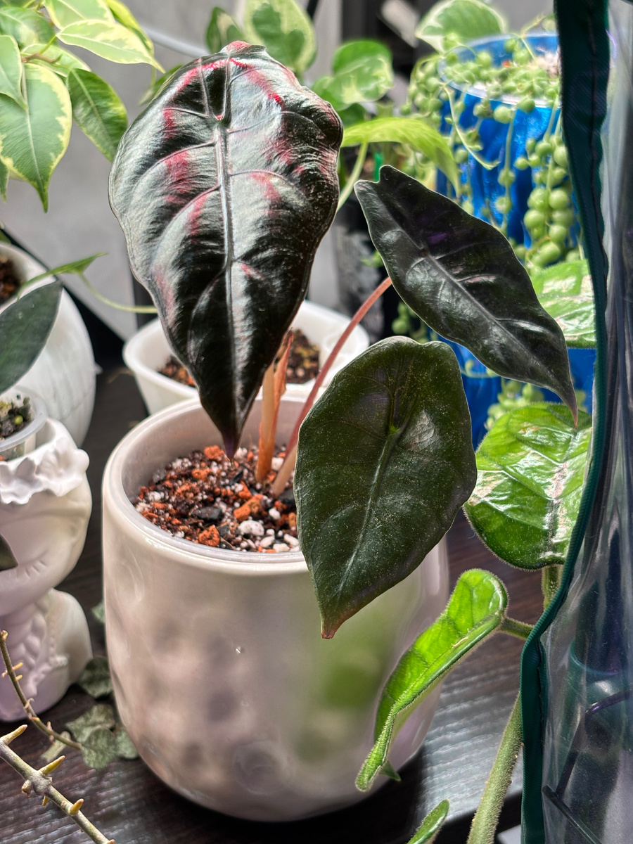 Алоказия Чантриери, растянула последний лист, он больше чем предыдущие.