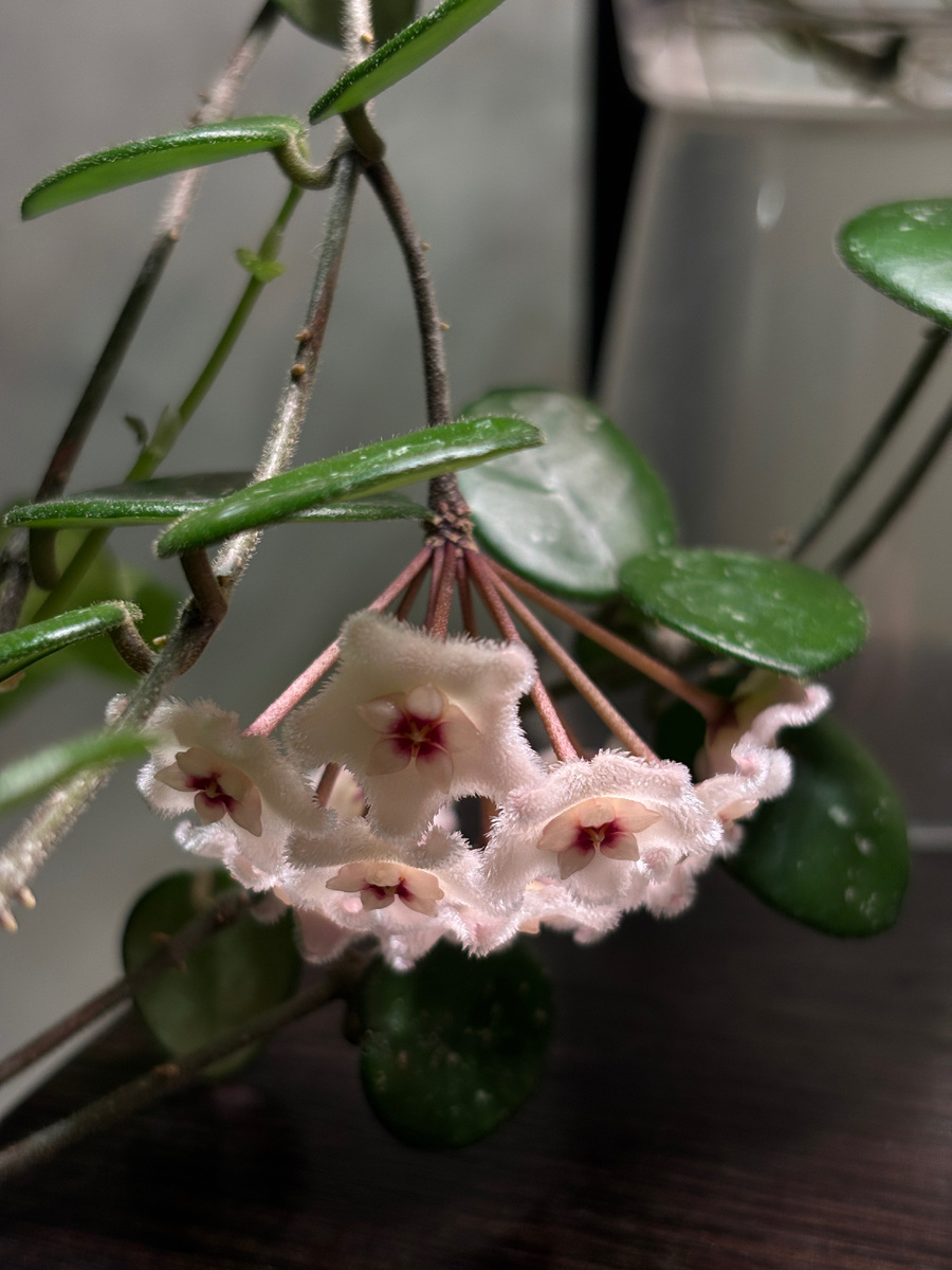 Хойя Матильда, цвела в этом году впервые. И уже дважды. 