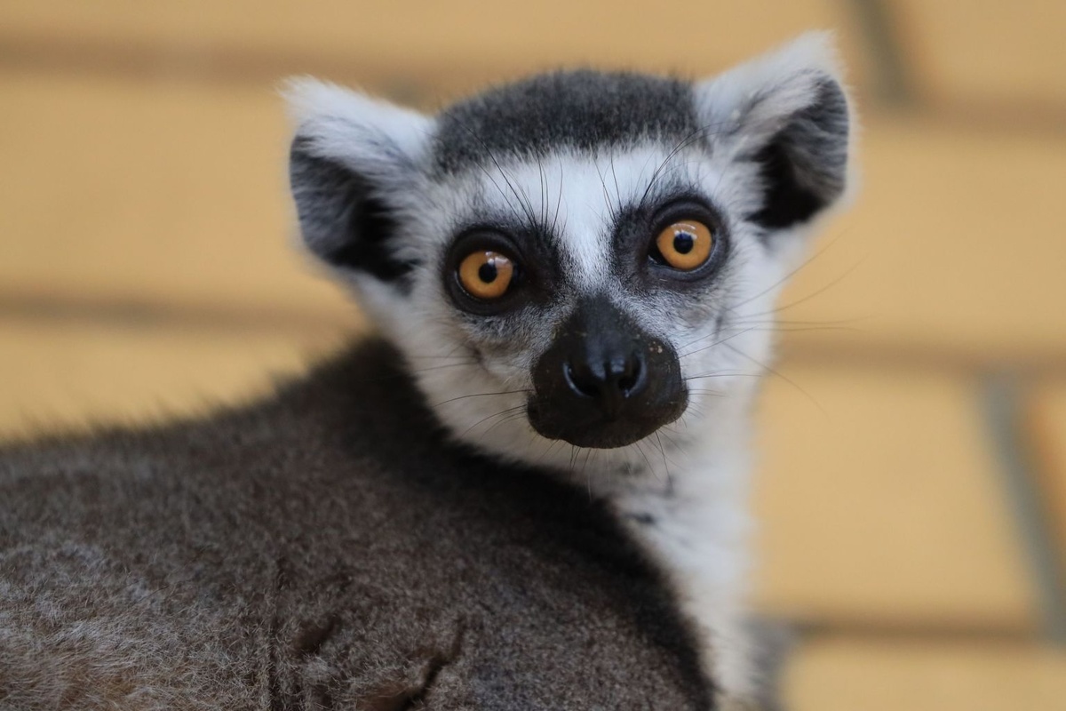 В эти глаза невозможно не влюбиться, но не дайте им себя обмануть!
