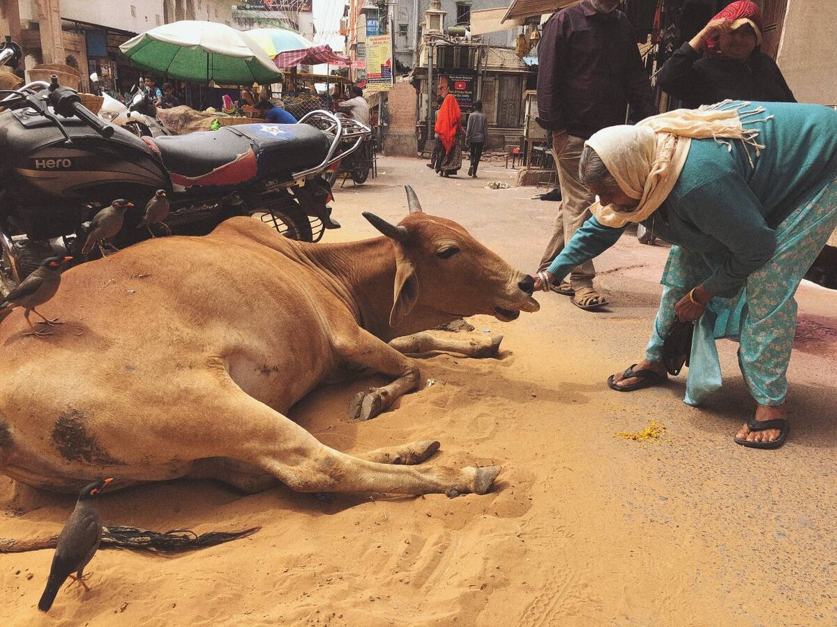 Бабушка, птичка и корова // Пушкар, Индия