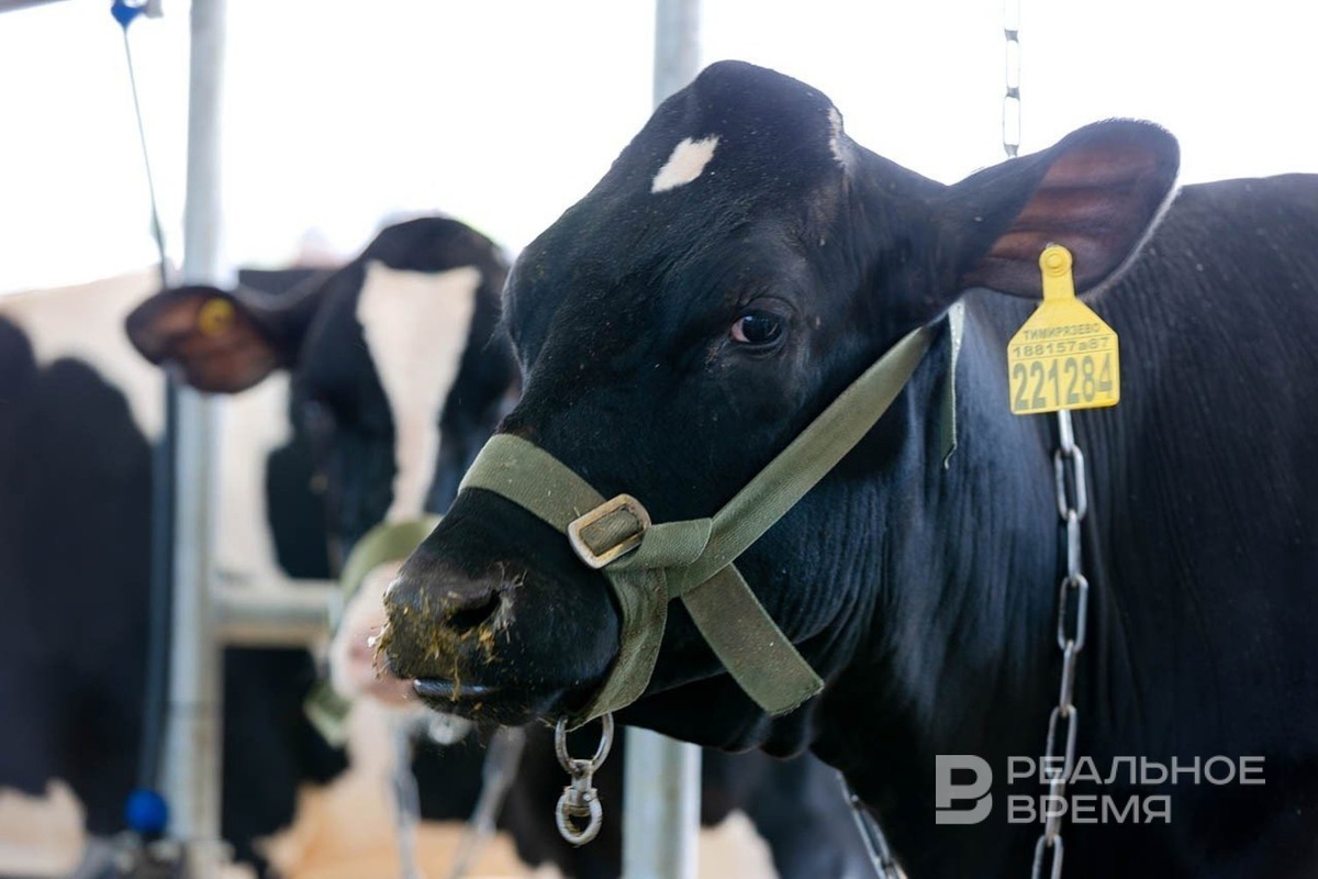    В 2025 году радости цифровизации испытали на себе… татарстанские коровы. Мария Зверева / realnoevremya.ru