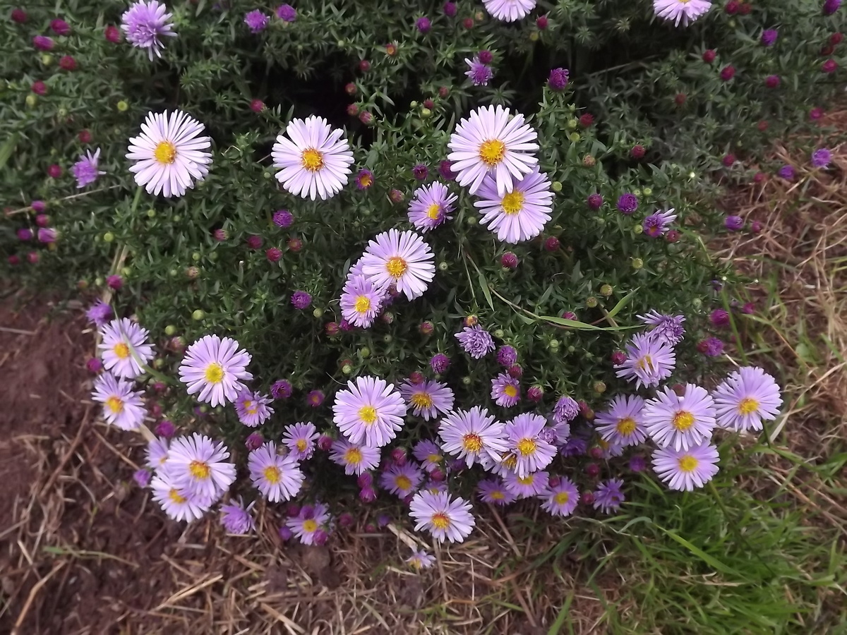 Октябринки