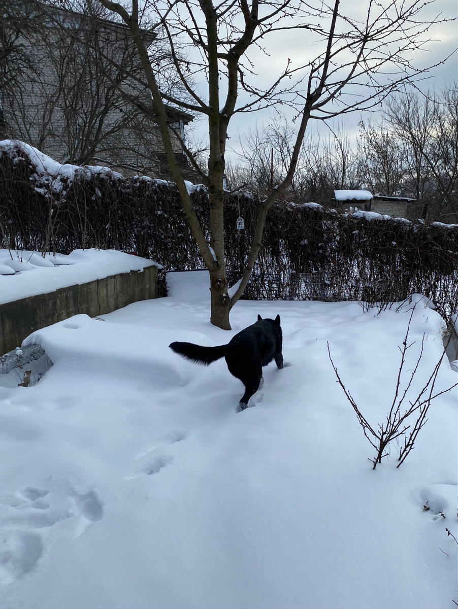 Джина гуляет во дворе. На это раз как бы со мной, потому что у меня выходной 