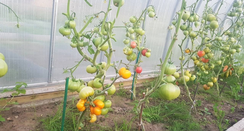    Автор фото - Анна Ефимова