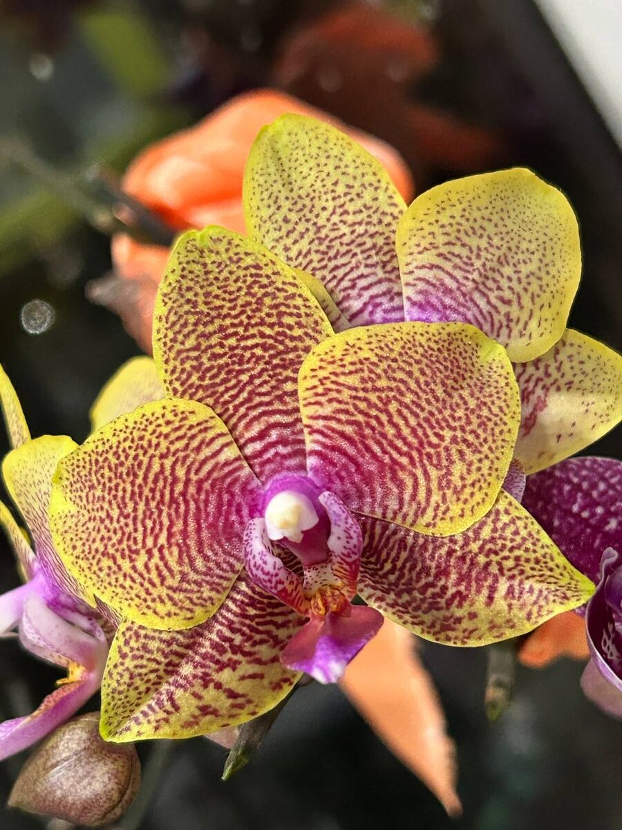 Phal. Sogo Lawrence