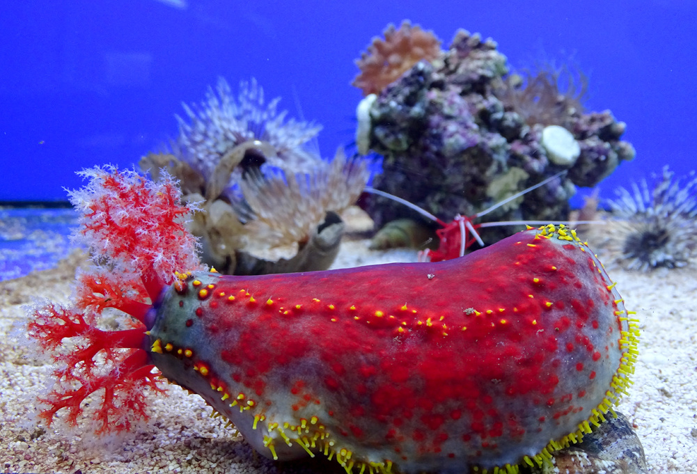 Тот самый случай, когда природа решила раскрасить огурец всеми цветами радуги. Знакомьтесь — морское яблоко. 🍎🌊