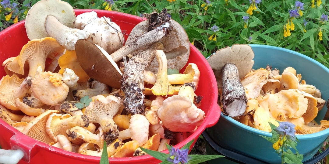 Глава 4. Грибы