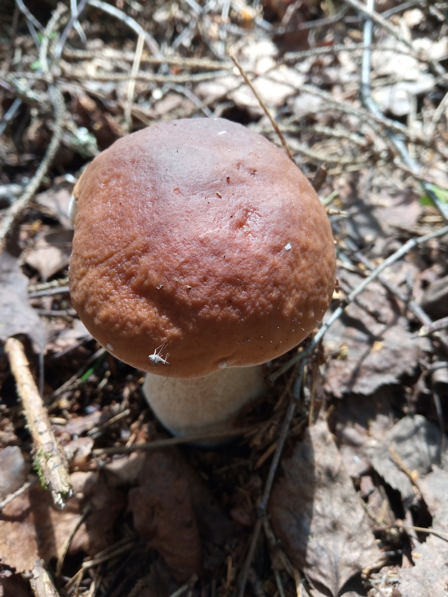 Белый (болетус эдилус)